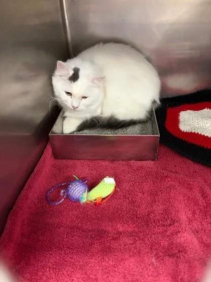 An adult large-sized male Domestic Long Hair cat named Spot for adoption in Baraboo, WI