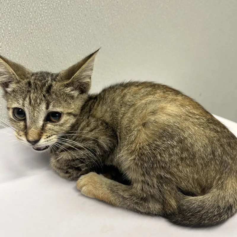 A baby small-sized female Brown / Chocolate Domestic Short Hair cat named Elle for adoption in Tampa, FL