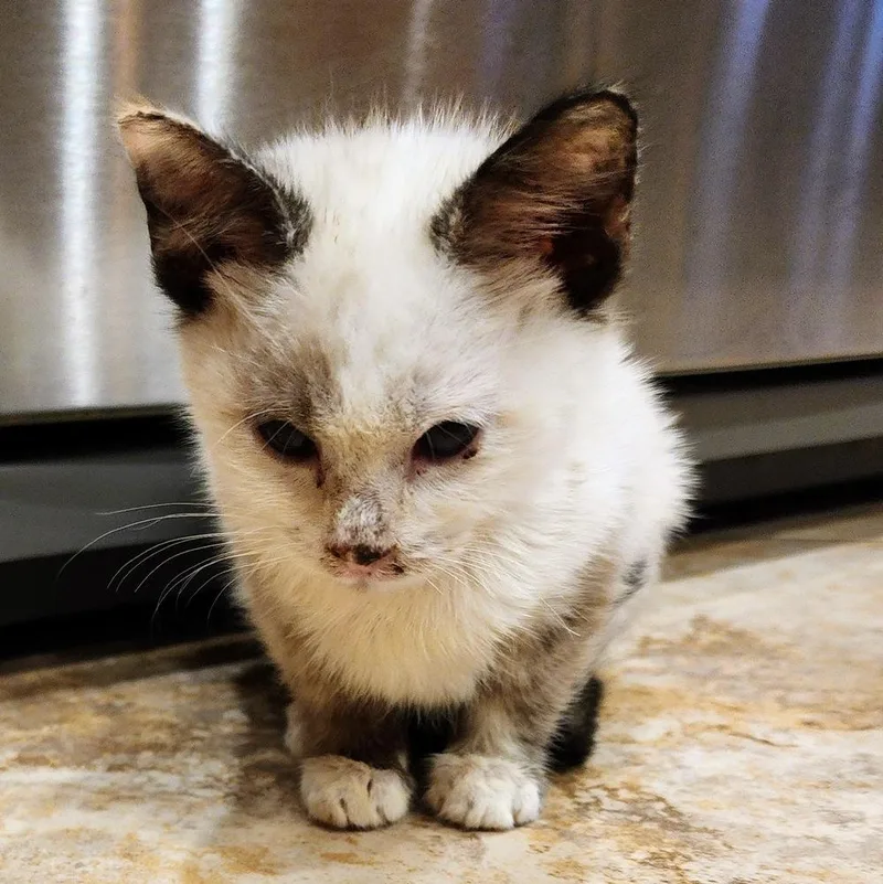 A baby small-sized female Domestic Short Hair cat named Twix for adoption in Albuquerque, NM
