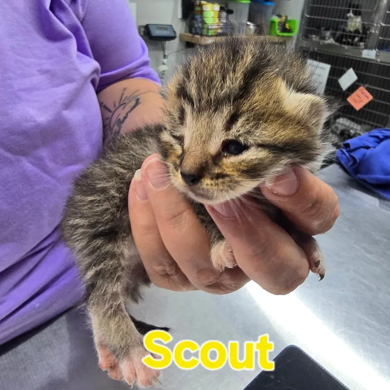 A baby small-sized male Domestic Medium Hair cat named Scout for adoption in Marble, NC