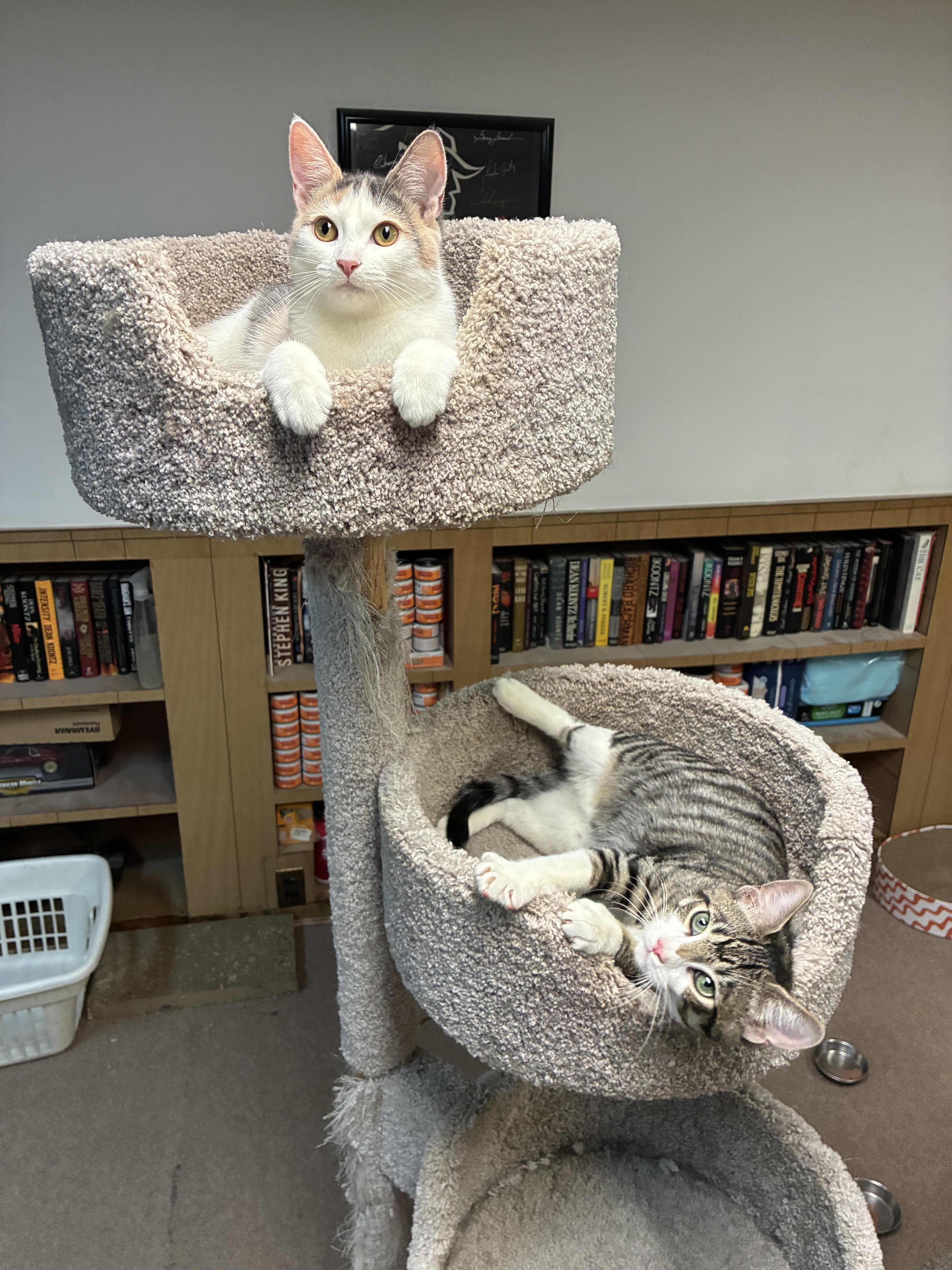 Maverick thumbnail 2