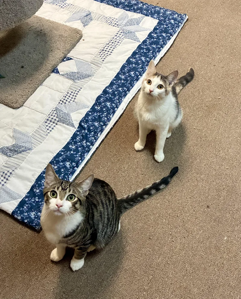 Maverick thumbnail 3