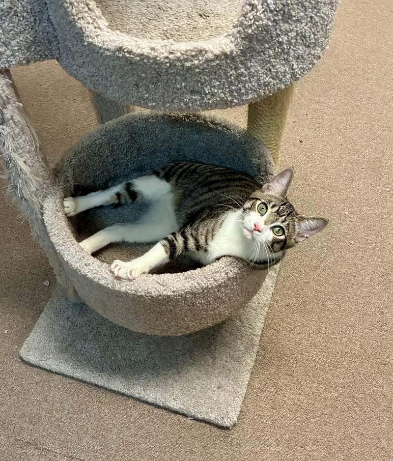 Maverick thumbnail 4