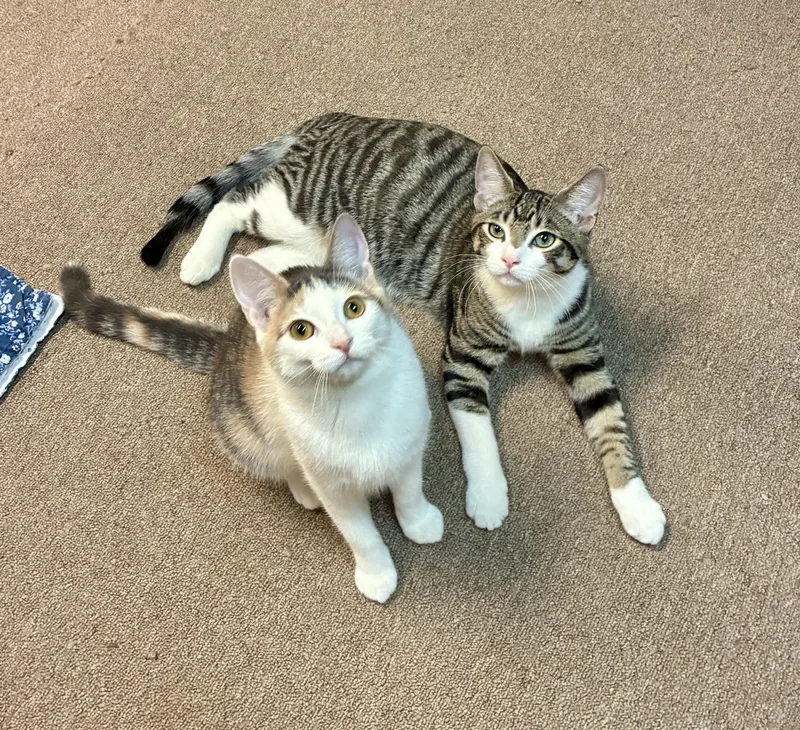 Maverick thumbnail 5