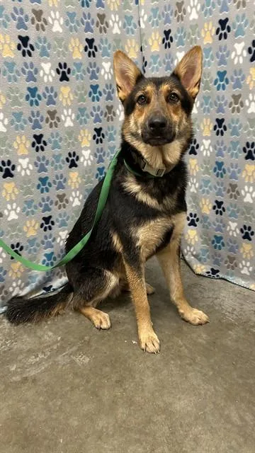 An adult large-sized male German Shepherd Dog dog named Foxey for adoption in Rosenberg, TX