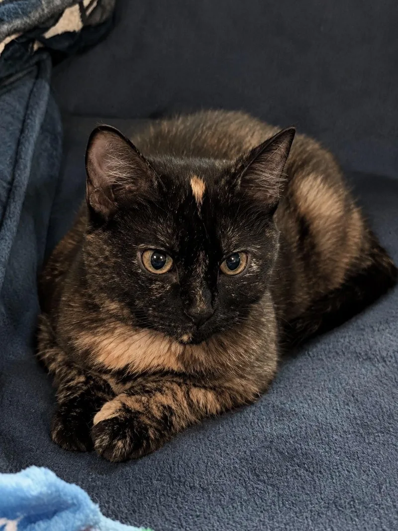 A baby small-sized female Tortoiseshell cat named Isles for adoption in Greensburg, PA