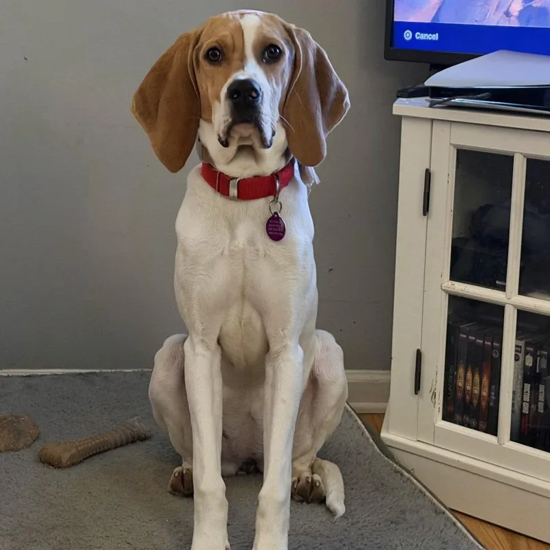 Ghiselda thumbnail 4