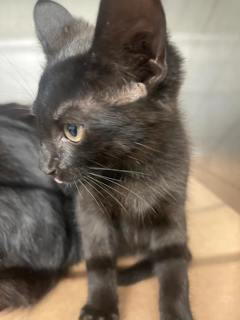 A baby large-sized male Domestic Short Hair cat named Mattie for adoption in Cartersville , GA
