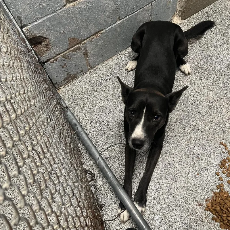 An adult small-sized female Black Carolina Dog dog named Leilani for adoption in Royse City, TX