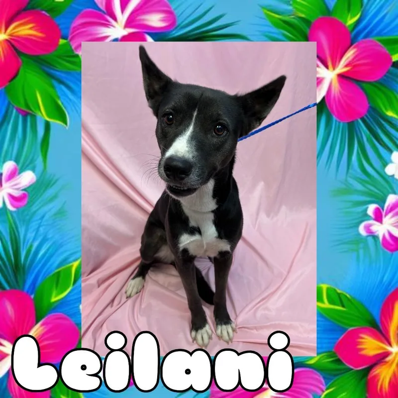 Leilani thumbnail 2