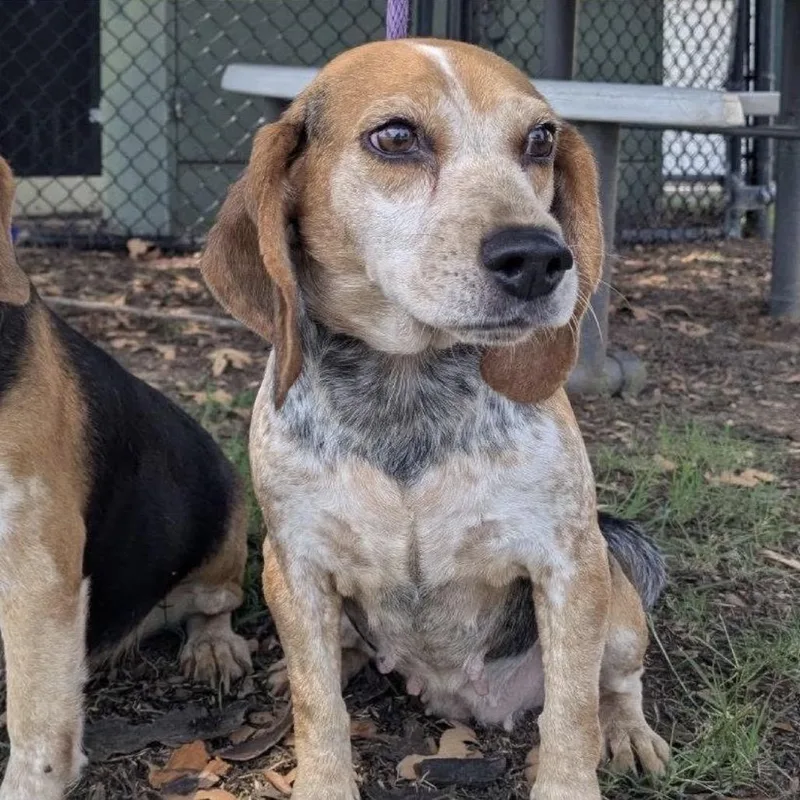 An adult small-sized female Black Beagle dog named Cinnamon for adoption in Medford, NJ