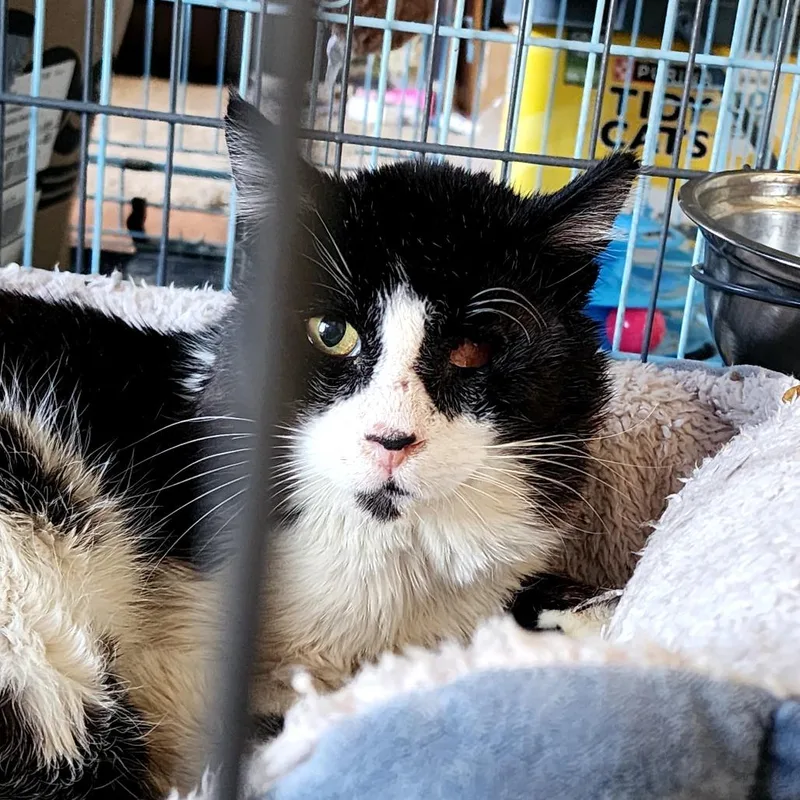A senior small-sized male Black Domestic Short Hair cat named Pirate Jack for adoption in Grantsville, UT