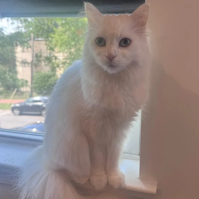 An adult small-sized female White Domestic Long Hair cat named Lumi for adoption in Falls Church, VA
