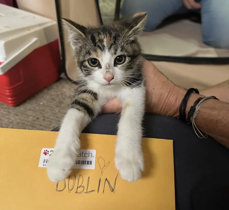 A baby small-sized male Black & White / Tuxedo Domestic Short Hair cat named Dublin for adoption in Pittsburgh, PA