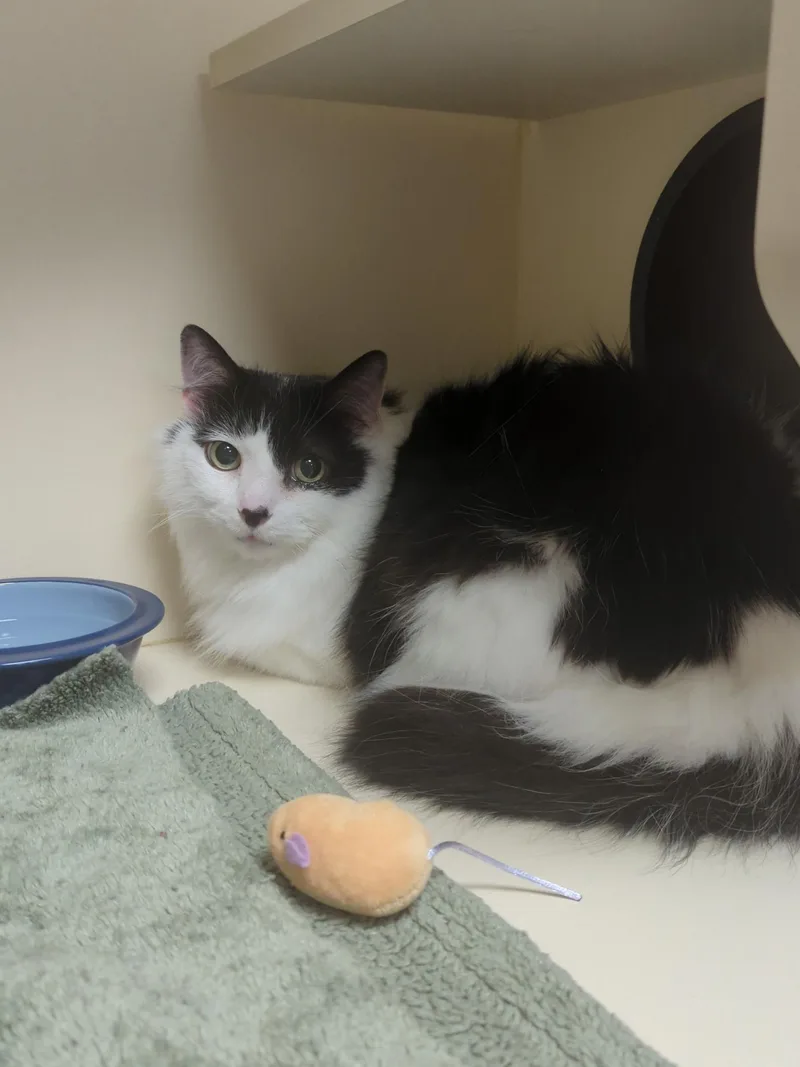 A senior medium-sized male Black & White / Tuxedo Domestic Medium Hair cat named Snickers for adoption in Elyria, OH