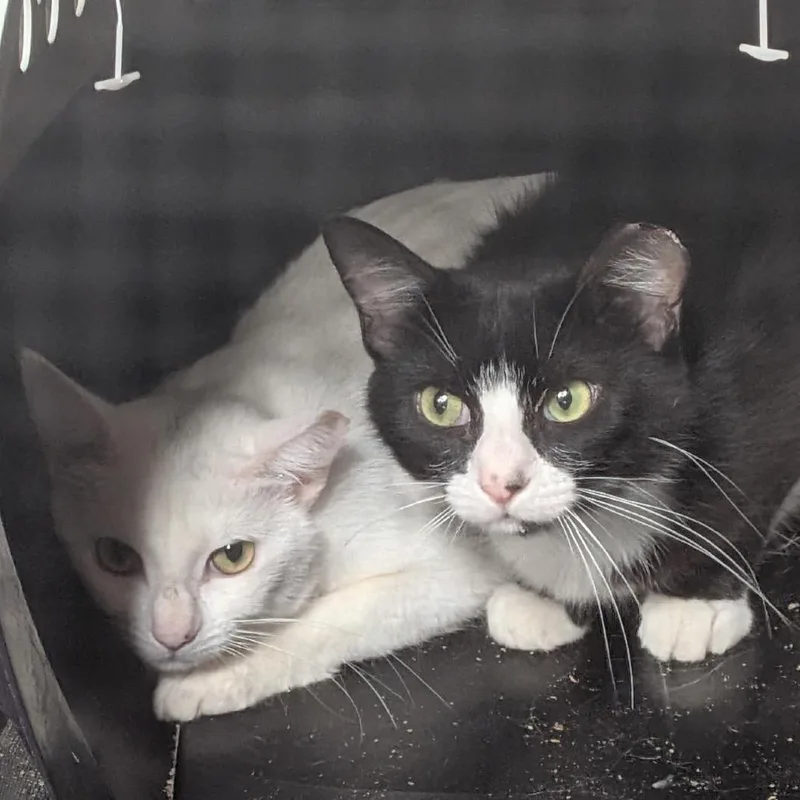An adult small-sized male White Domestic Short Hair cat named Cleo for adoption in Spokane, WA