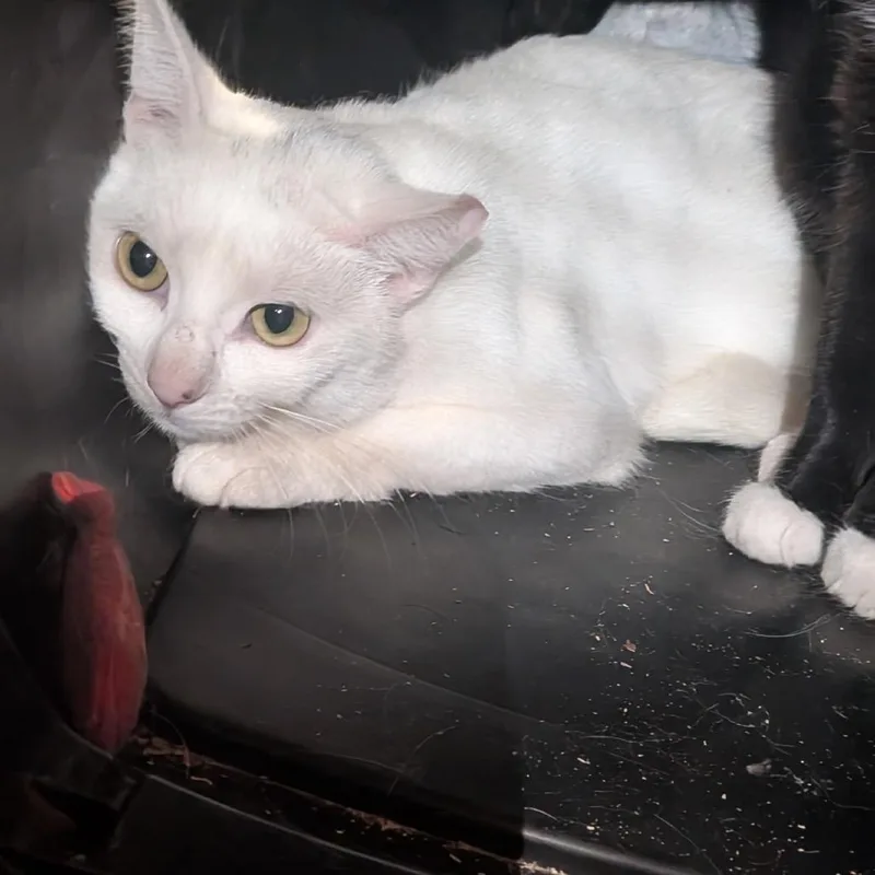 Cleo thumbnail 2