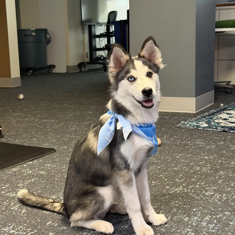 A baby medium-sized male Siberian Husky dog named Mr Salt for adoption in Spring City, PA