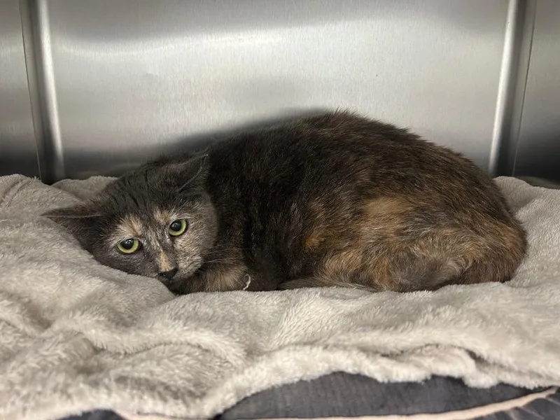 An adult small-sized female Domestic Short Hair cat named Katya for adoption in Sandy, UT
