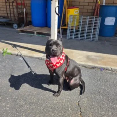 A young medium-sized female Staffordshire Bull Terrier dog named Tomasa for adoption in Los Angeles, CA