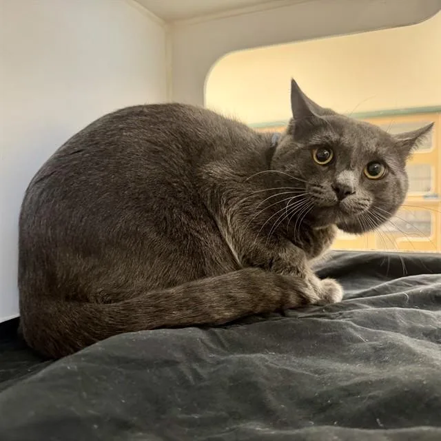 An adult small-sized male Domestic Short Hair cat named Hector for adoption in Riverside, CA