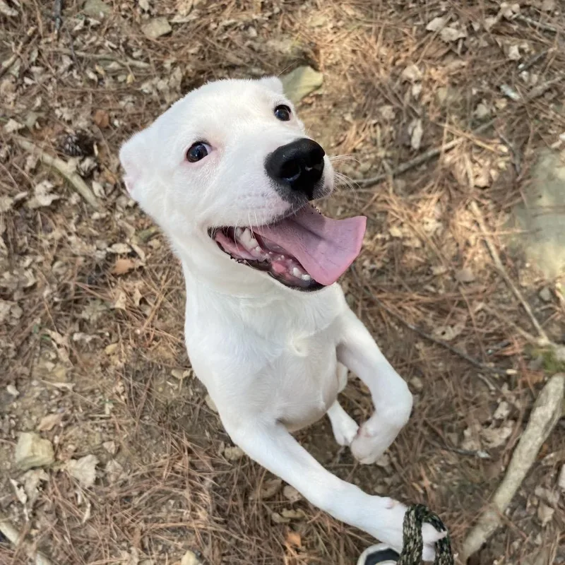 A baby small-sized male Shepherd dog named Arlen for adoption in Birmingham, AL
