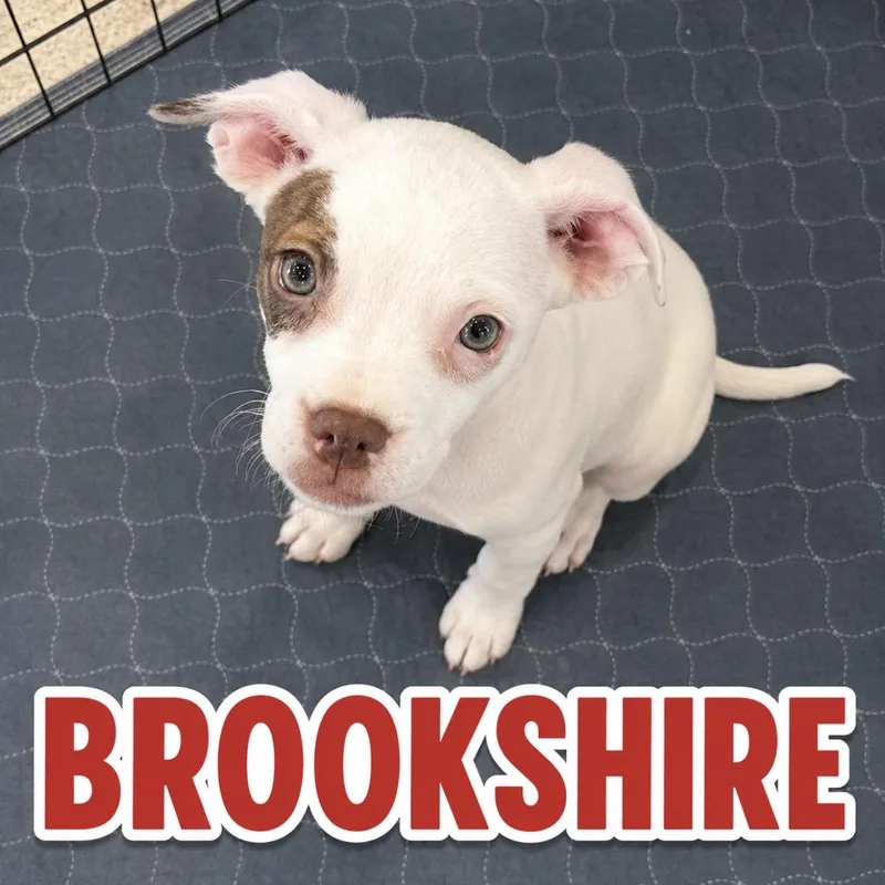 A young medium-sized male Red / Chestnut / Orange Terrier dog named Brookshire for adoption in Pilot Point, TX