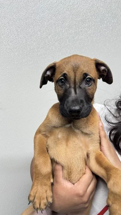 A baby small-sized male Black Shepherd dog named Corn for adoption in El Paso, TX