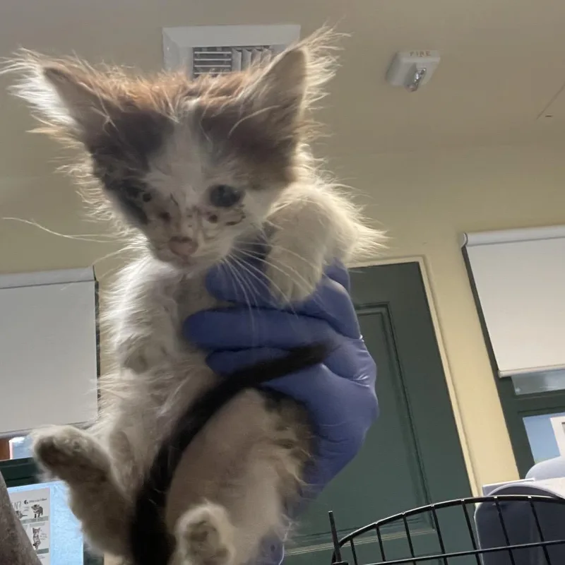A baby small-sized male White Domestic Medium Hair cat named Cricket for adoption in Pasadena, CA