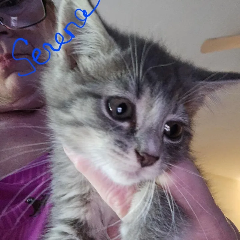 A baby small-sized female Gray / Blue / Silver Domestic Short Hair cat named Serena for adoption in Alexandria, VA