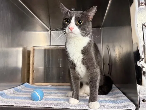 A young medium-sized male Domestic Medium Hair cat named Tommy for adoption in New York, NY