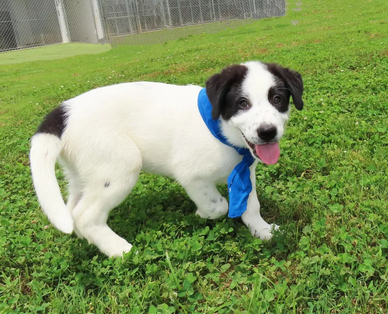 A baby medium-sized male Pointer dog named Hank Cb for adoption in Rogers, AR