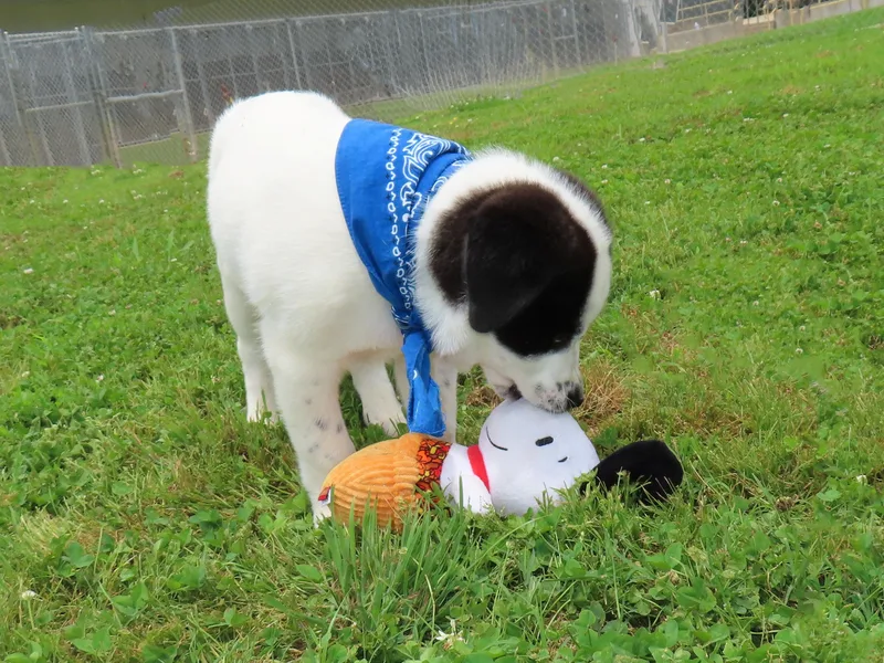 Hank Cb thumbnail 2