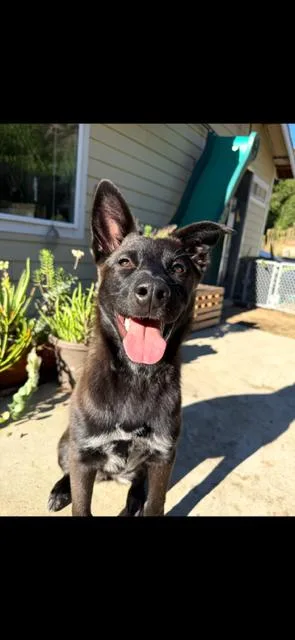 A baby medium-sized female Tricolor (Brown, Black, & White) Belgian Shepherd / Malinois dog named Alexie for adoption in Wildomar, CA