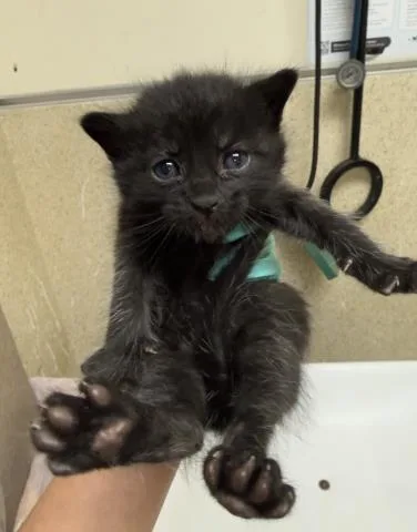 A baby small-sized male Domestic Short Hair cat named Spidey for adoption in Riverside, CA