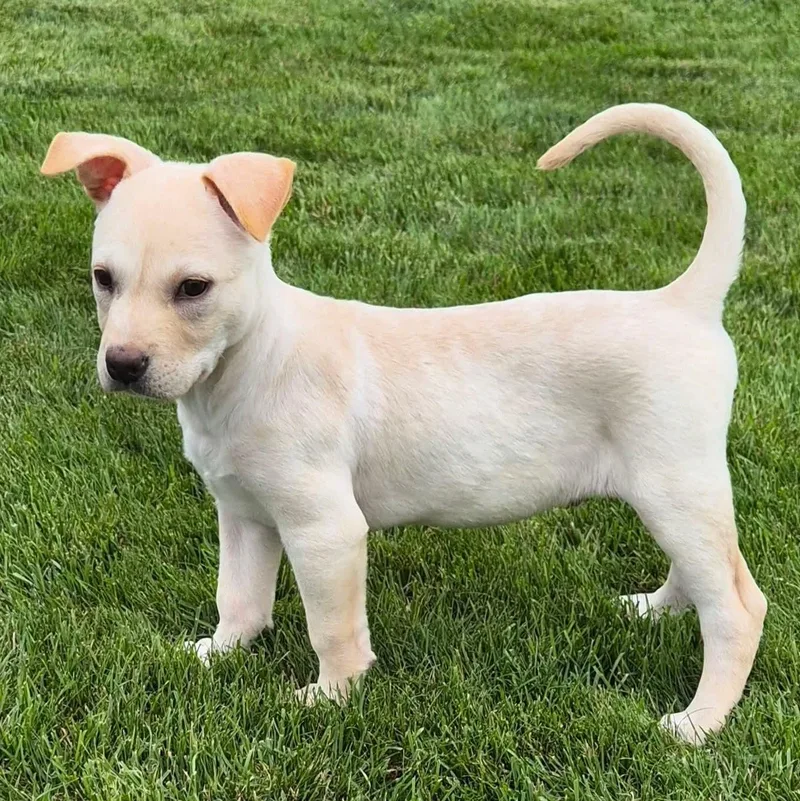 Maverick
