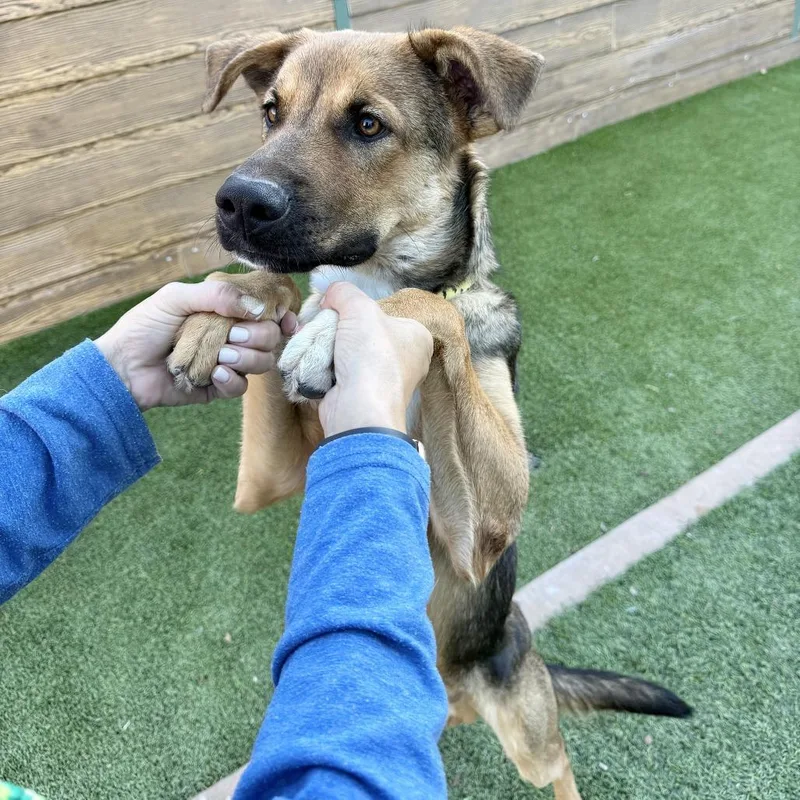 A young medium-sized male Brown / Chocolate Shepherd dog named Gopher for adoption in Agoura Hills, CA