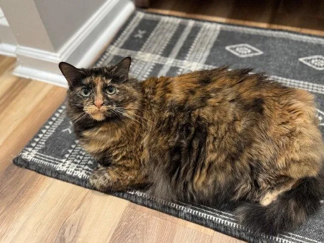 An adult medium-sized female Tortoiseshell cat named Hocus Pocus for adoption in Alpharetta, GA