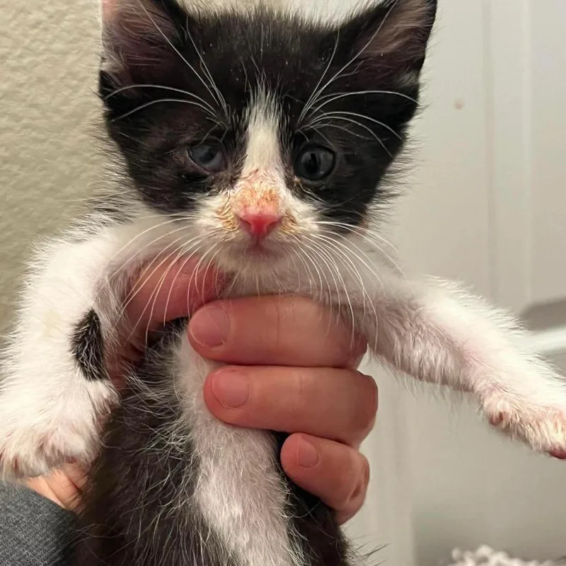A baby small-sized male Black Domestic Short Hair cat named Ebenezer Scrooge for adoption in Nampa, ID