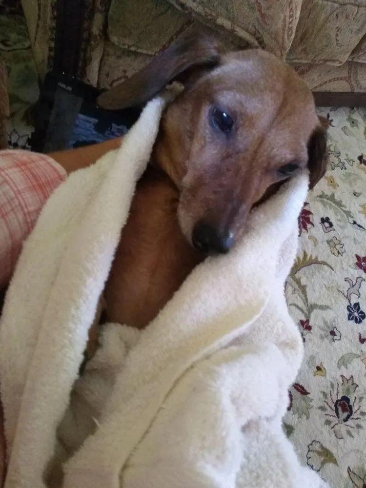 A senior small-sized male Brown / Chocolate Dachshund dog named Simba for adoption in Brookshire, TX
