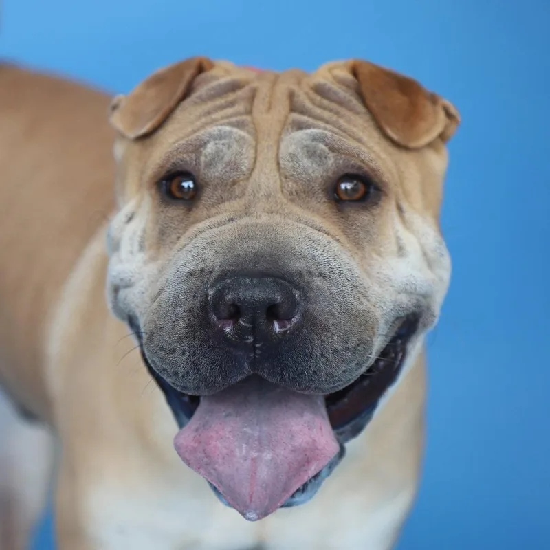 An adult medium-sized male Shar-Pei dog named Bruno for adoption in Pasadena, CA