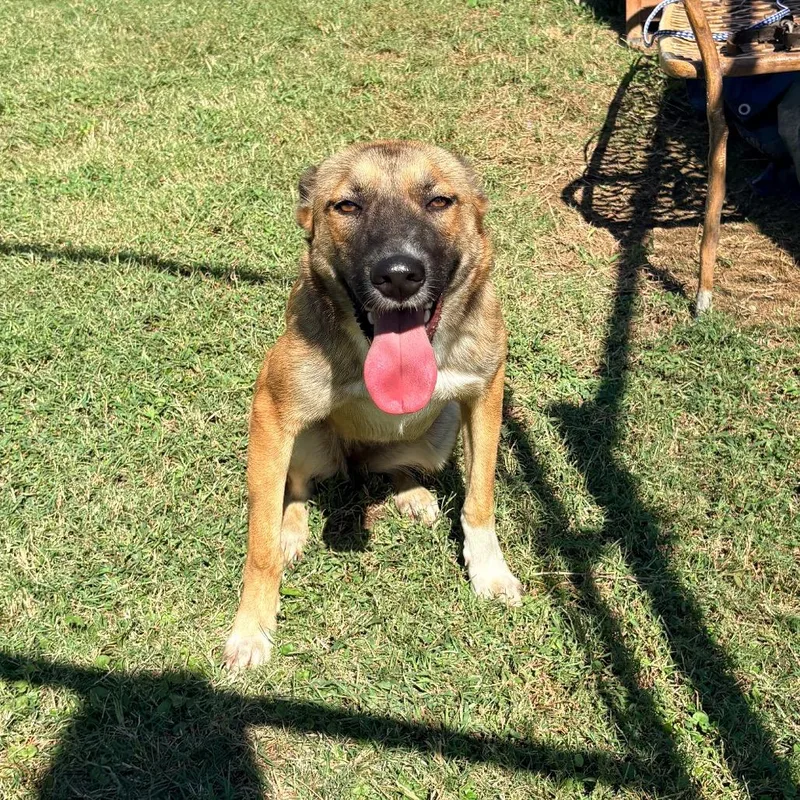 A young medium-sized female Yellow / Tan / Blond / Fawn Mixed Breed dog named Scrunchie for adoption in Saint Louis, MO