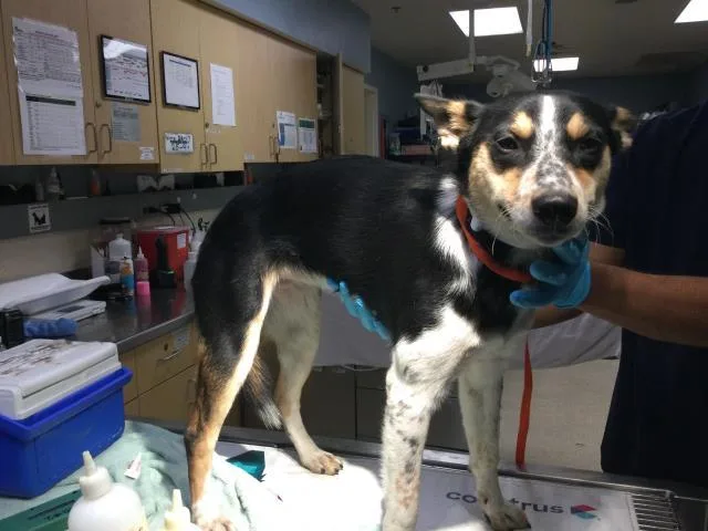 A baby medium-sized female Australian Cattle Dog / Blue Heeler dog named Rylie for adoption in Riverside, CA