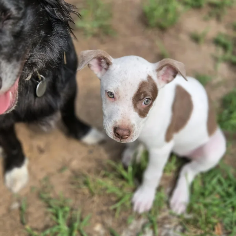 A baby medium-sized female White / Cream Pit Bull Terrier dog named Mindy for adoption in Greensboro, GA