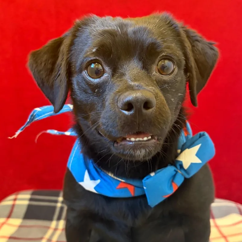 An adult small-sized male Black Pug dog named Sage for adoption in Pekin, IL