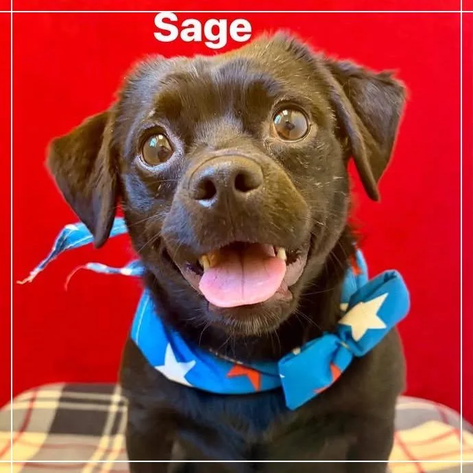 Sage thumbnail 4