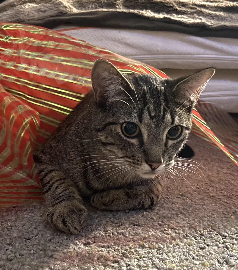 Meowzers thumbnail 2