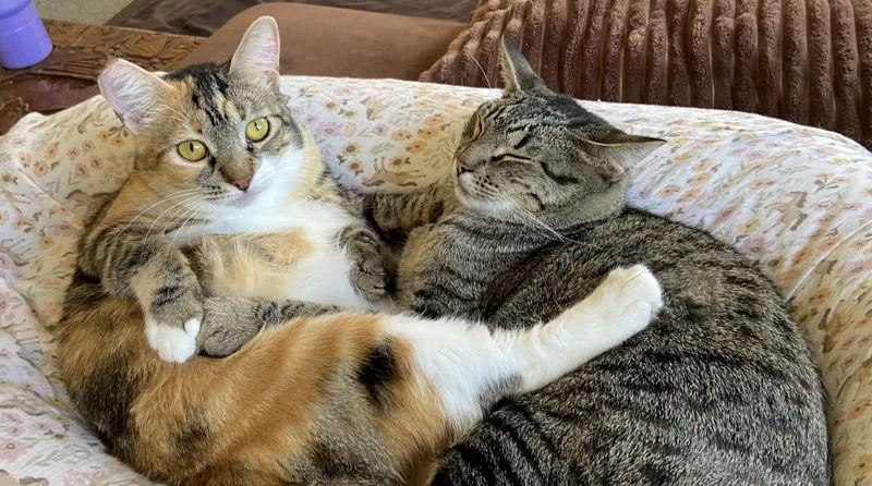 Meowzers thumbnail 3