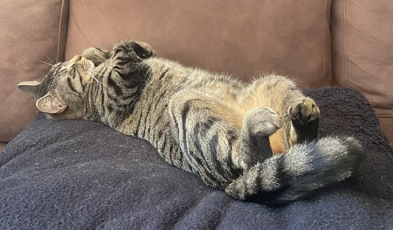 Meowzers thumbnail 4