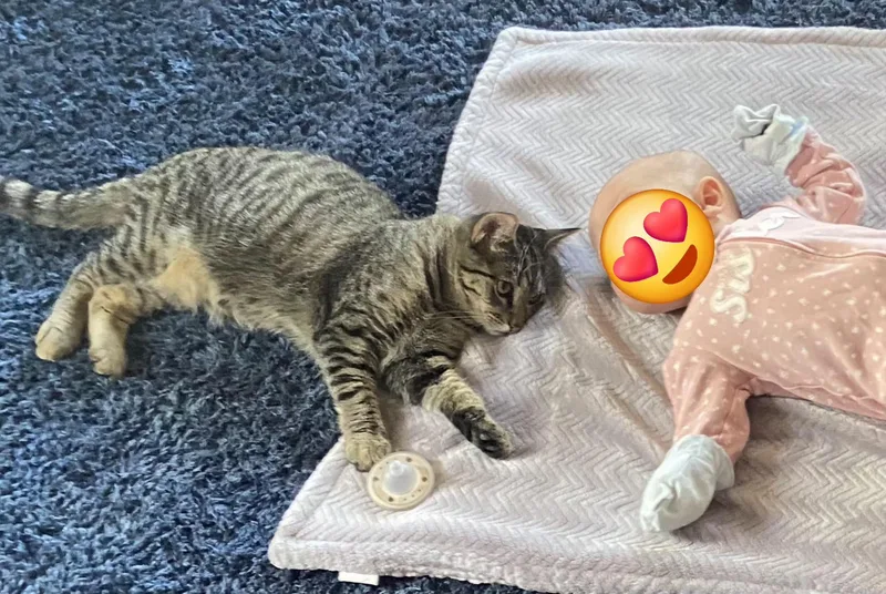 Meowzers thumbnail 6